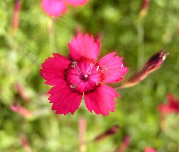 dianthus-deltoides-nelli