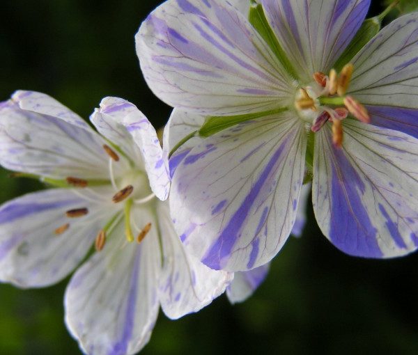 geranium-pratense-splish-splash