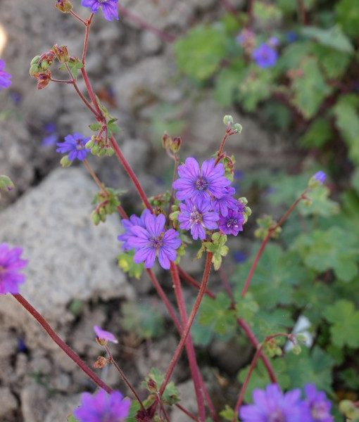 geranium-pyrenaicum-bill-wallis