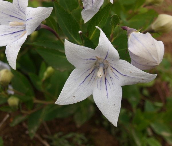 platycodon-grandiflorus-apoyama-fairy-snow