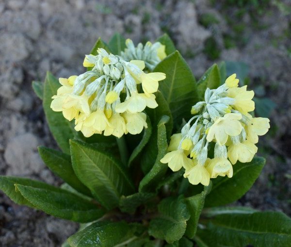 primula-sikkimensis