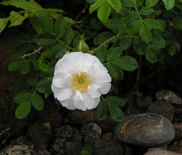 rosa-rugosa-schneezwerg